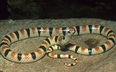 Chionactis occipitalis occipitalis (8)