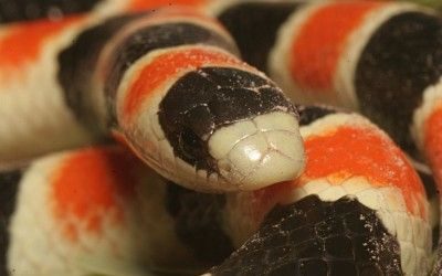 Chionactis palarostris organica (10)