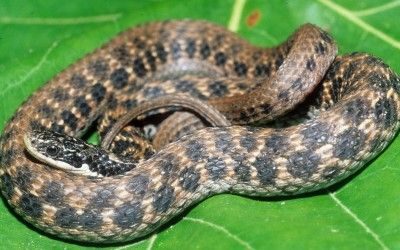 Clonophis kirtlandi 9