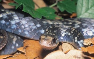 Coluber constrictor anthicus 2