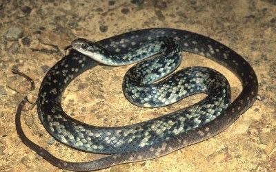Coluber constrictor anthicus (6)