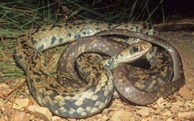 Coluber constrictor anthicus x etheridgei intergrade (1)