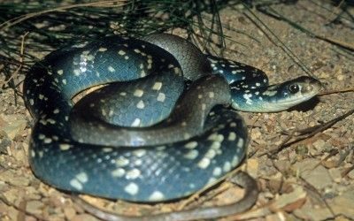 Coluber constrictor anthicus4 (2)