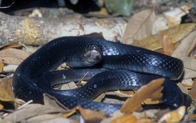 Coluber constrictor helvigularis 3