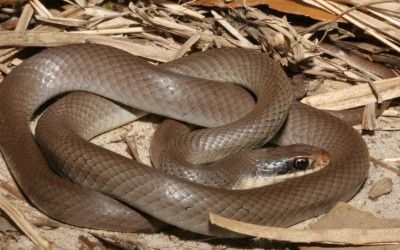 Coluber constrictor latrunculus (2)