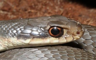 Coluber constrictor paludicola (7)