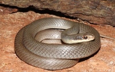 Coluber constrictor paludicola (8)