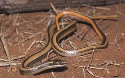 Coniophanes imperialis (4) - Copy