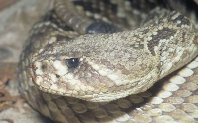 Crotalus adamanteus 1 (7)