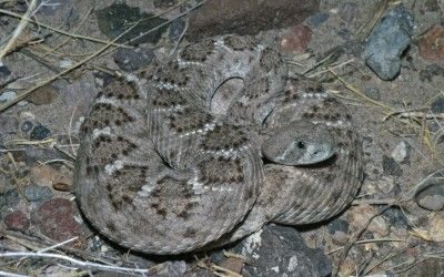 Crotalus atrox (21)