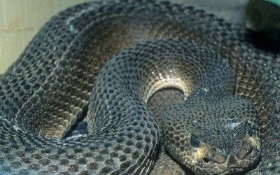 Crotalus atrox black