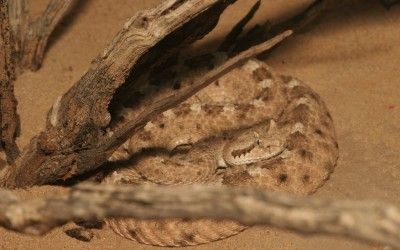 Crotalus cerastes cercobombus (8)