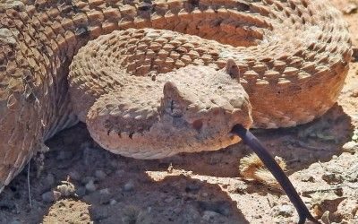 Crotalus cerastes cercobombus TUC 22Aug17 (29)