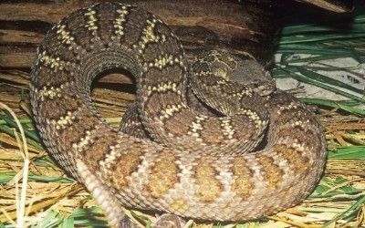 Crotalus cerberus (11)