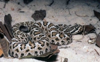 Crotalus cerberus (2)