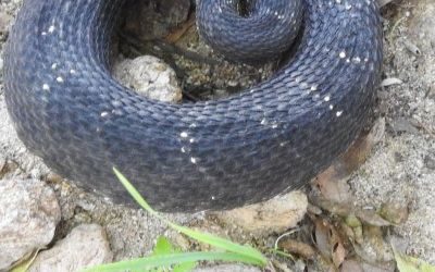 Crotalus cerberus Mescal AZ 22Aug17 (21)