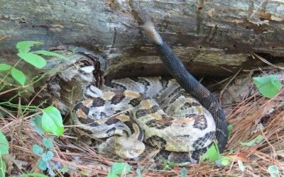 Crotalus horridus atricaudatus Hyde Cnty NC Aug 2015 (24)