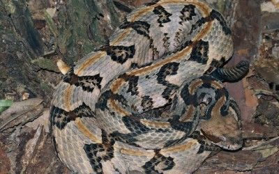 Crotalus horridus atricaudatus ONF 08-29-13 (13)