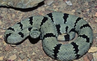 Crotalus lepidus klauberi (2)