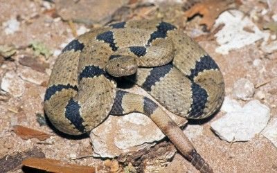 Crotalus lepidus klauberi (3)