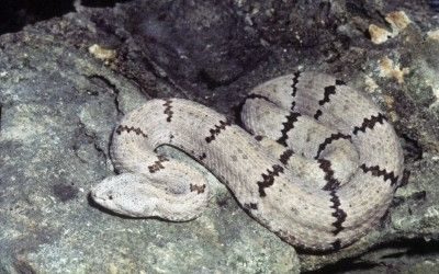 Crotalus lepidus klauberi (7)