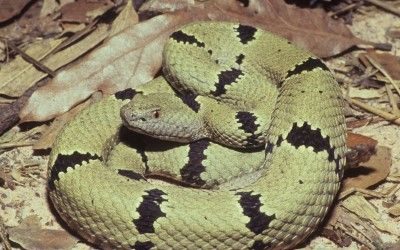 Crotalus lepidus klauberi Franklin Mtns