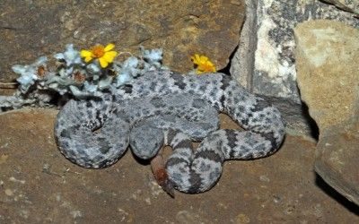 Crotalus lepidus lepidus Big Bend Jun 2015 (1)
