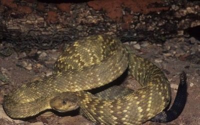 Crotalus molossus molossus Harquahala Mountains (1)