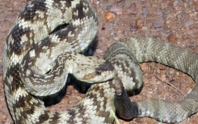 Crotalus molossus ornatus Big Bend Aug 2014 (12)