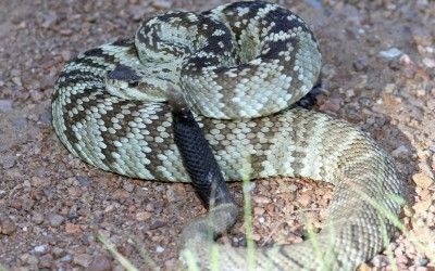 Crotalus molossus ornatus Big Bend Aug 2014 (3)