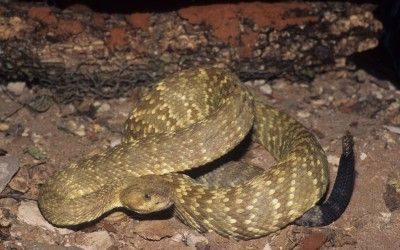 Crotalus molossus ornatus TX (2)