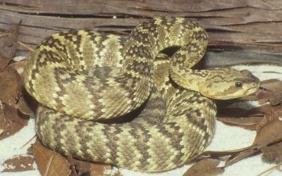 Crotalus molossus ornatus TX (3)