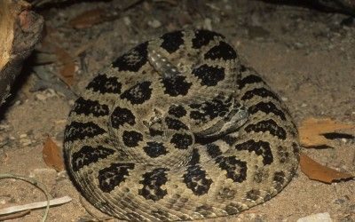 Crotalus oreganus lutosus 2
