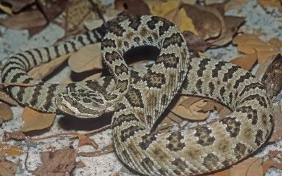 Crotalus oreganus lutosus 4