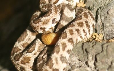 Crotalus oreganus oreganus (13) (1)