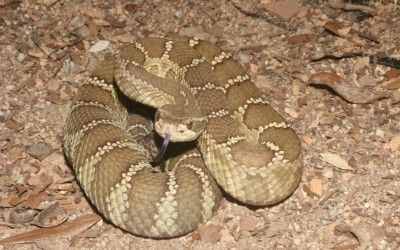 Crotalus oreganus oreganus (30)