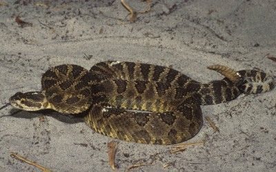 Crotalus oreganus oreganus (49)
