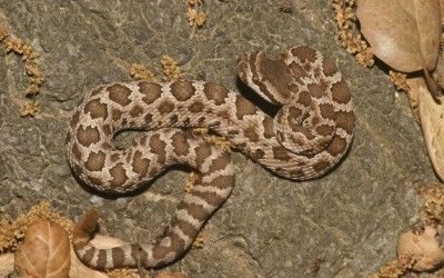 Crotalus oreganus oreganus (9)
