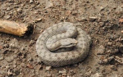 Crotalus pricei pricei