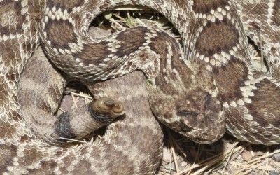 Crotalus scutulatus scutulatus Big Bend Aug 2014 (12)