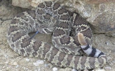 Crotalus scutulatus scutulatus Big Bend June 2015 (58)