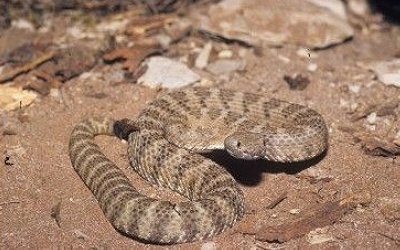 Crotalus stephensi 1 (3)