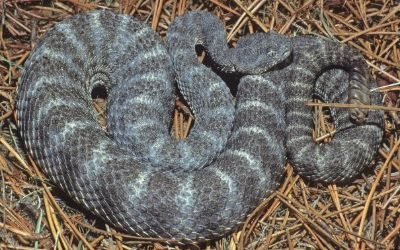 Crotalus tigris 3 (2)