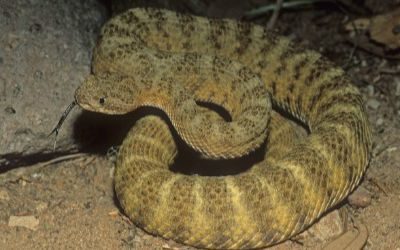 Crotalus tigris (7)