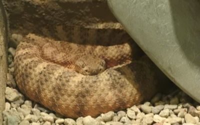 Crotalus tigris ASDM 03May17 (1)