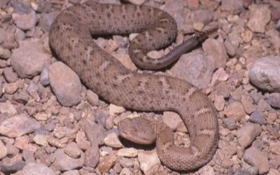 Crotalus willardi obscurus 1 (2)