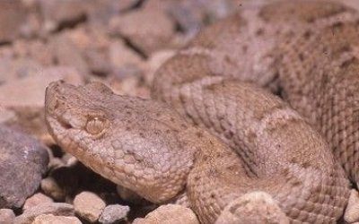 Crotalus willardi obscurus 1 (3)
