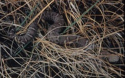Crotalus willardi obscurus Animas 1