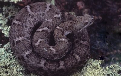 Crotalus willardi obscurus Animas (3)