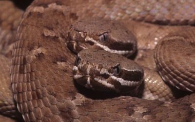 Crotalus willardi willardi (15)